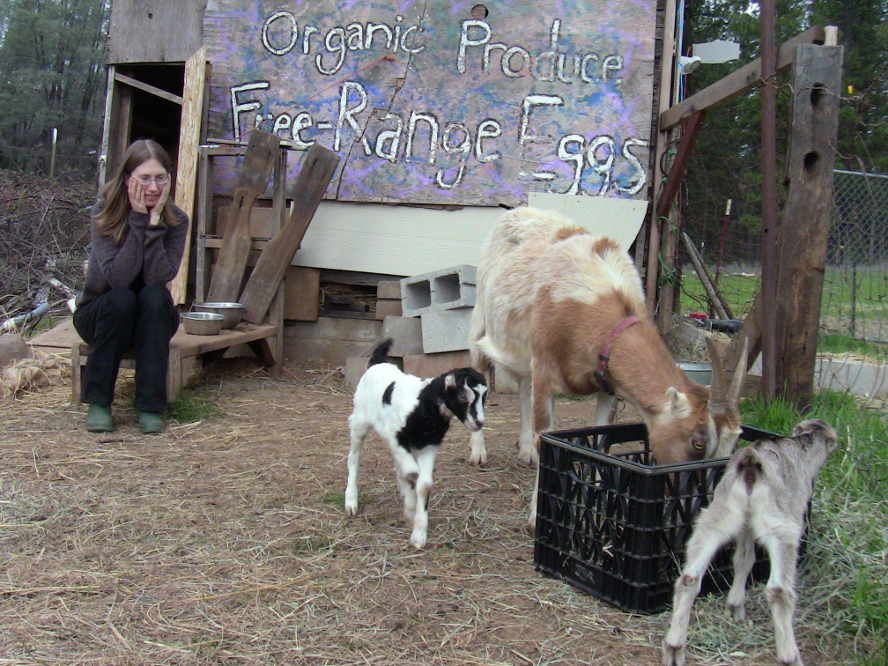 baby goats head to the manger