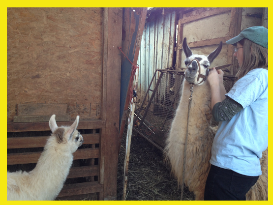 circle home alpacas imagery by Kimberly