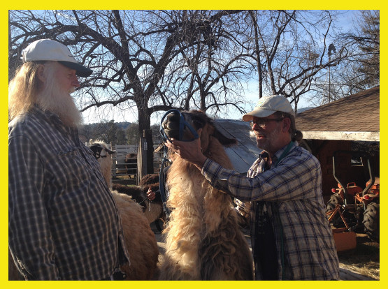 circle home alpacas imagery by Kimberly