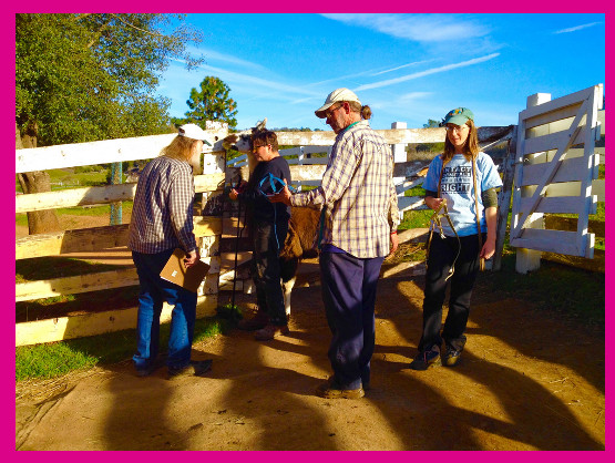circle home alpacas imagery by Kimberly