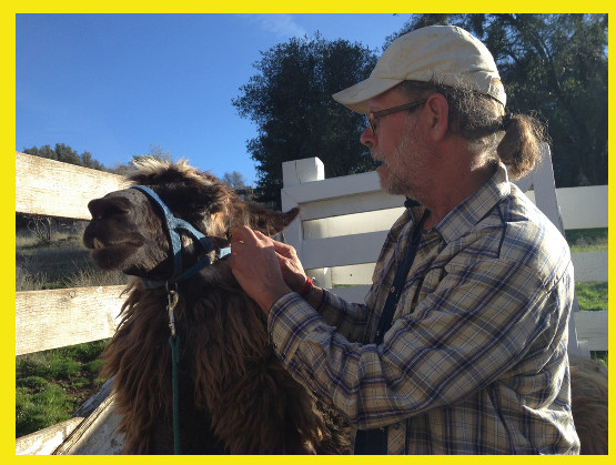circle home alpacas imagery by Kimberly